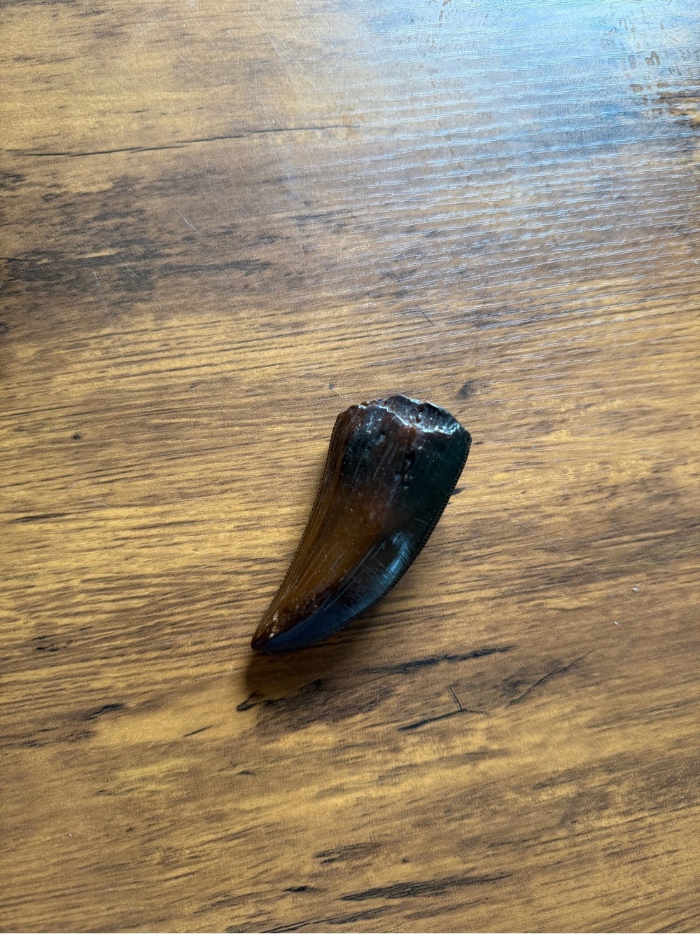 Fossil Tooth Replica Pendant - Brown and Black